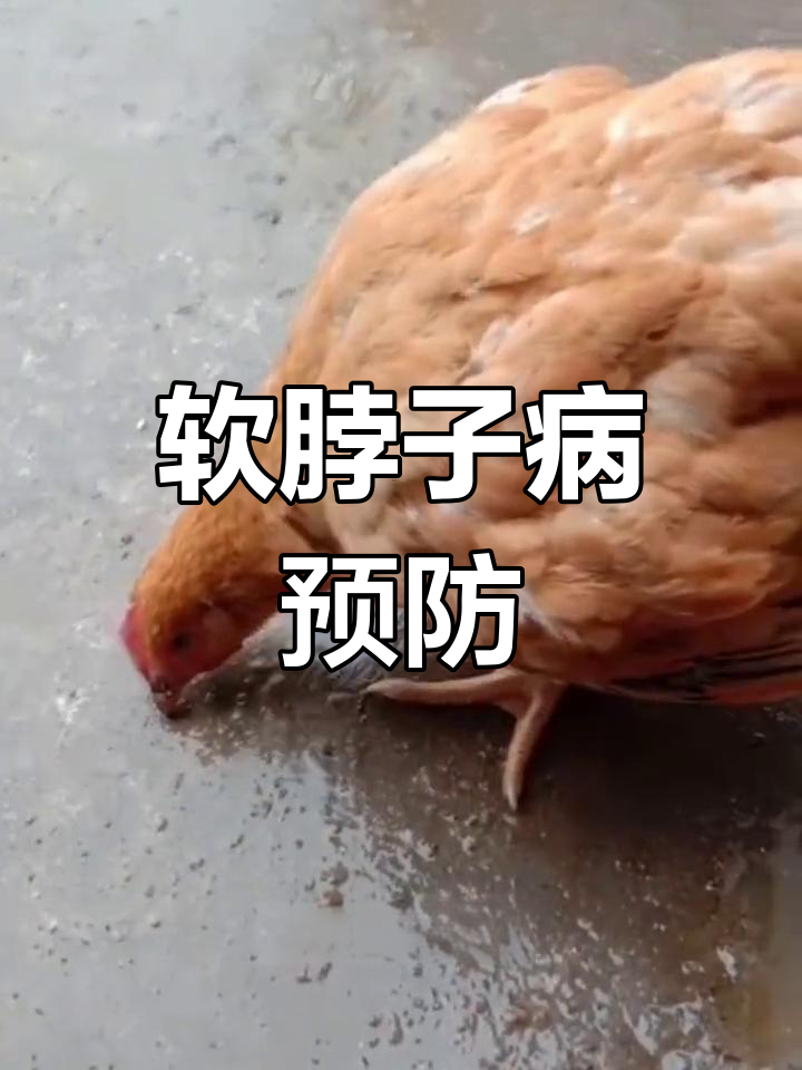 鸡群肉毒梭菌中毒症状与防治