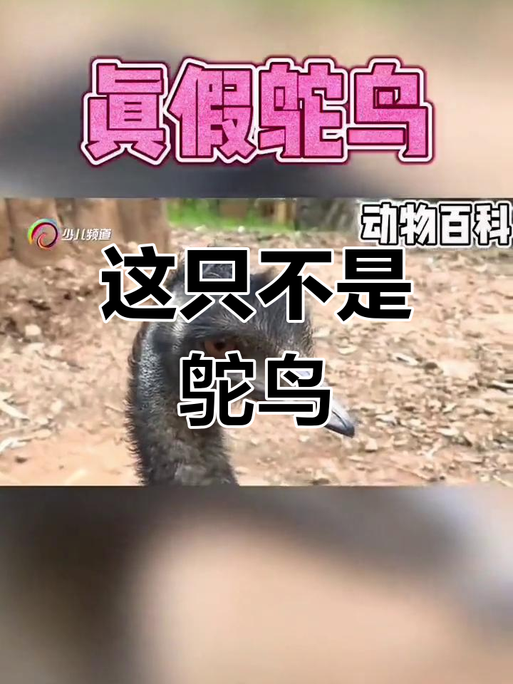 这不是鸵鸟,竟然是鹅苗!澳洲特产竟如此像鸵鸟