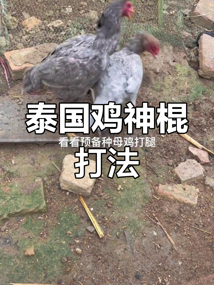 泰国斗鸡文化:母鸡对决技巧