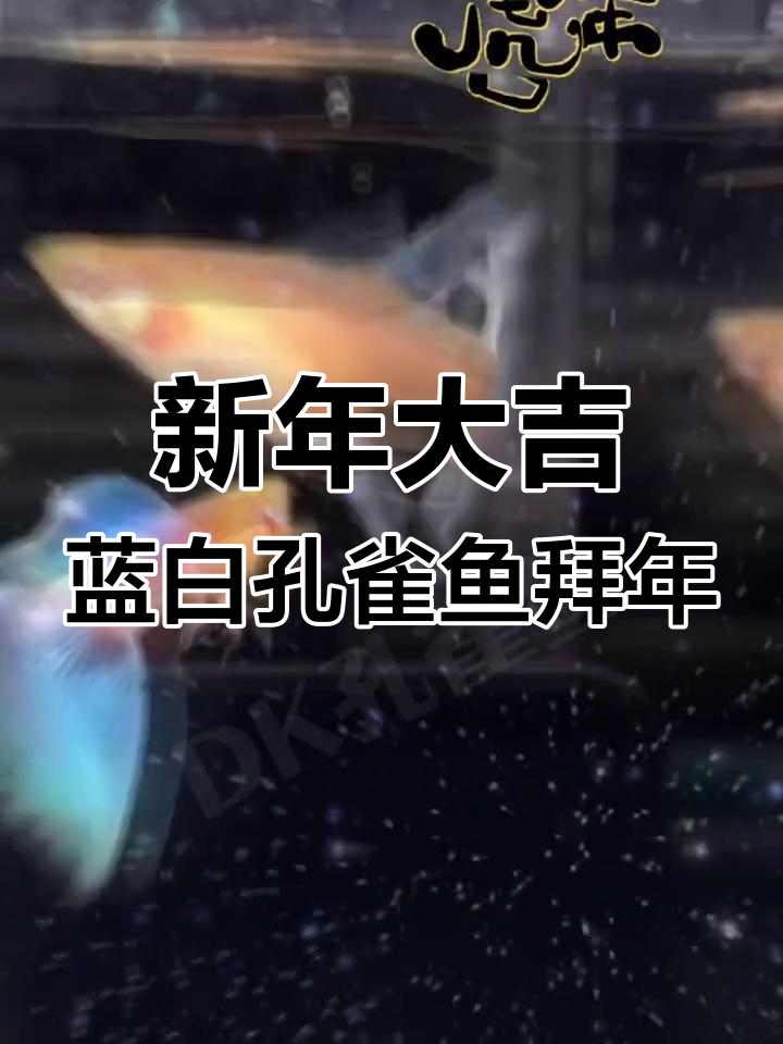 蓝白孔雀鱼尾巴透明,新年祝福送上!