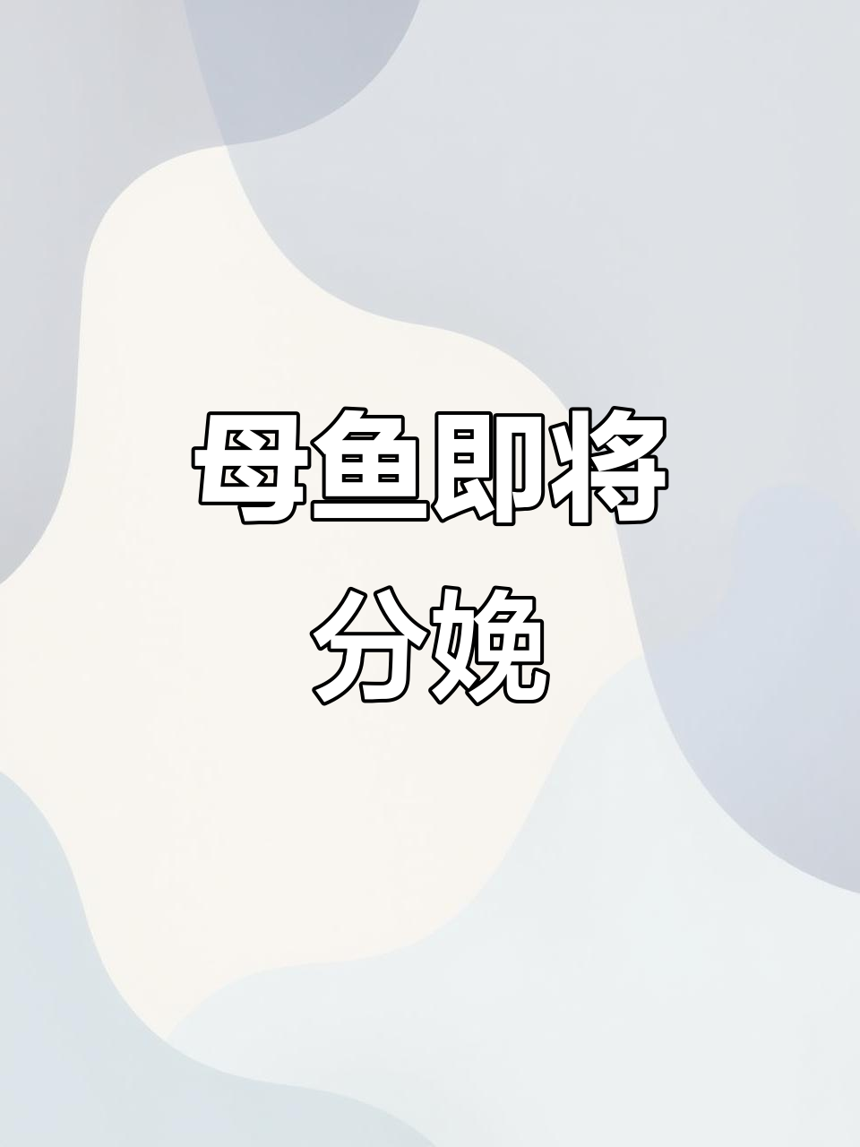 母鱼临产，胎斑明显、腹部膨胀，小鱼眼睛隐约可见