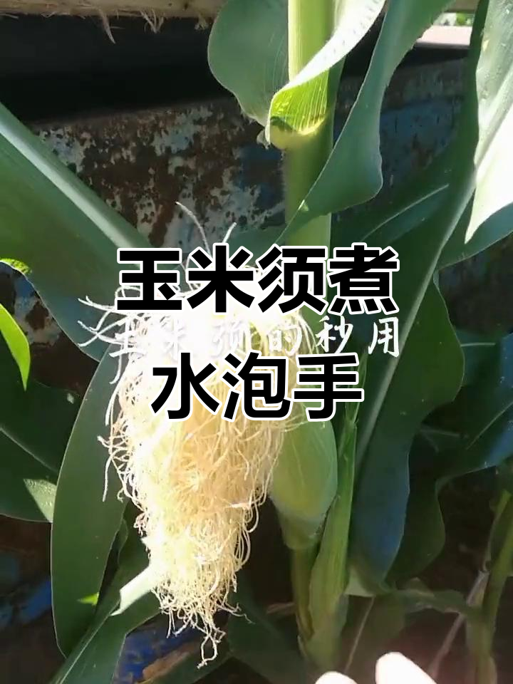 玉米须加冬瓜皮,煮水治手脚脱皮效果惊人