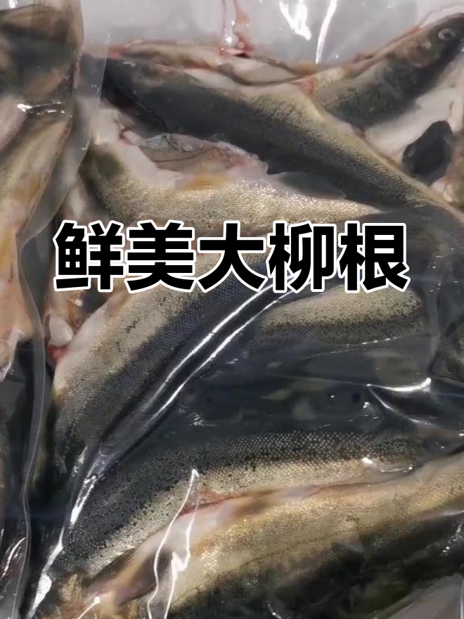大柳根鱼,刺少肉多,红烧最美味