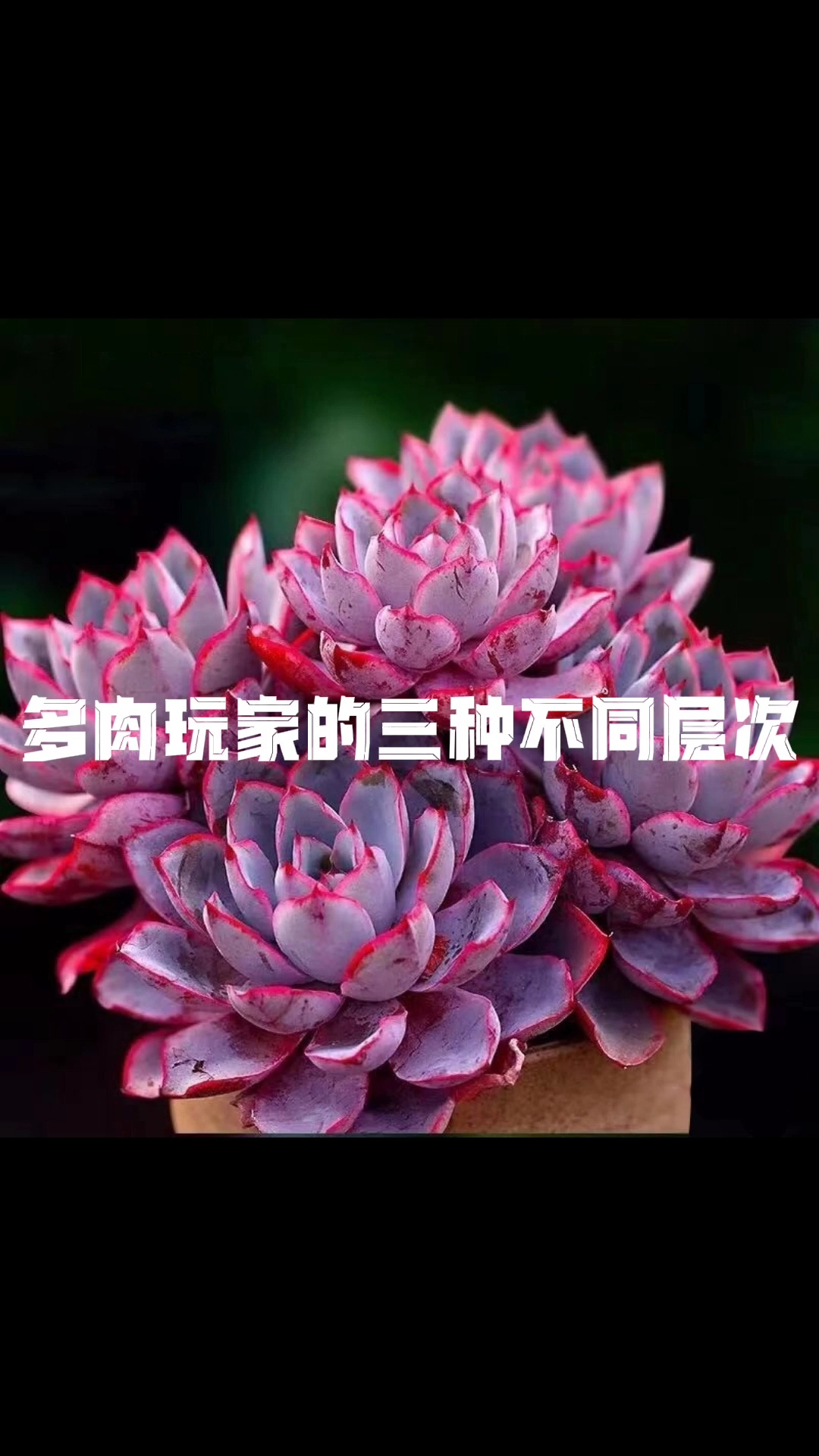 多肉玩家的三种不同层次 赫拉多肉