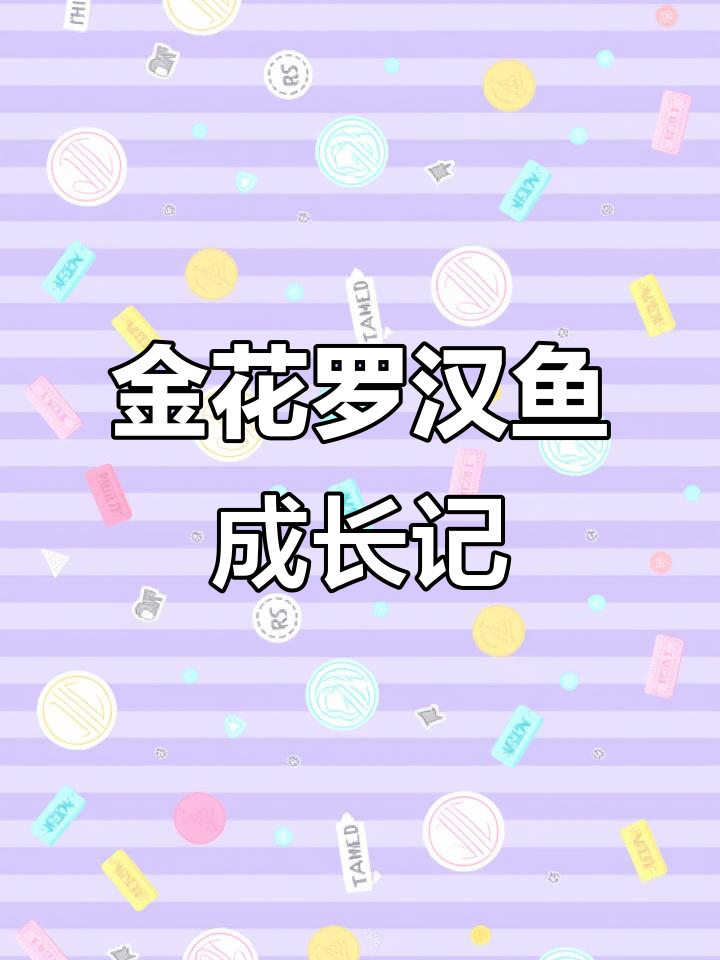 罗汉鱼养殖日记：石门金花罗汉鱼的成长与变化