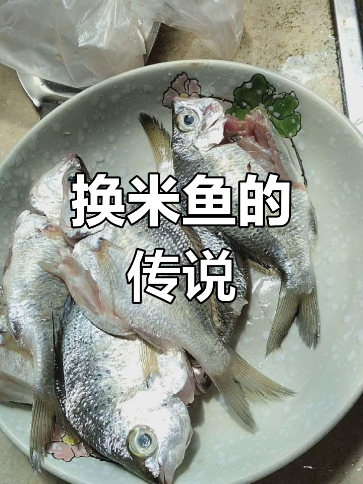 潮汕浅海小鱼,换米鱼的故事