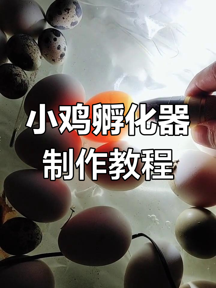 孵化5/7天照蛋,有血丝的才能孵出小鸡