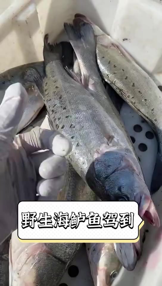 野生海鲈鱼驾到