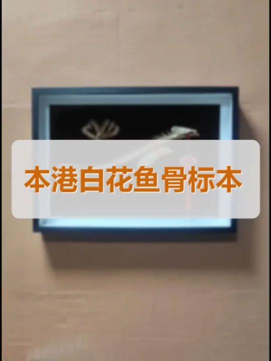 本港白花鱼鱼骨标本,含鱼腮,鱼骨,鱼胶筒