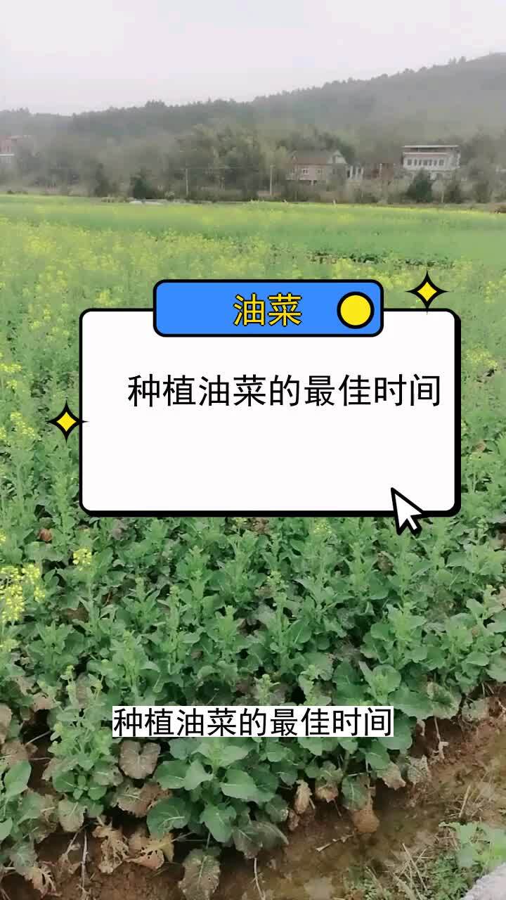 种植油菜的最佳时间 三农种植 农业种