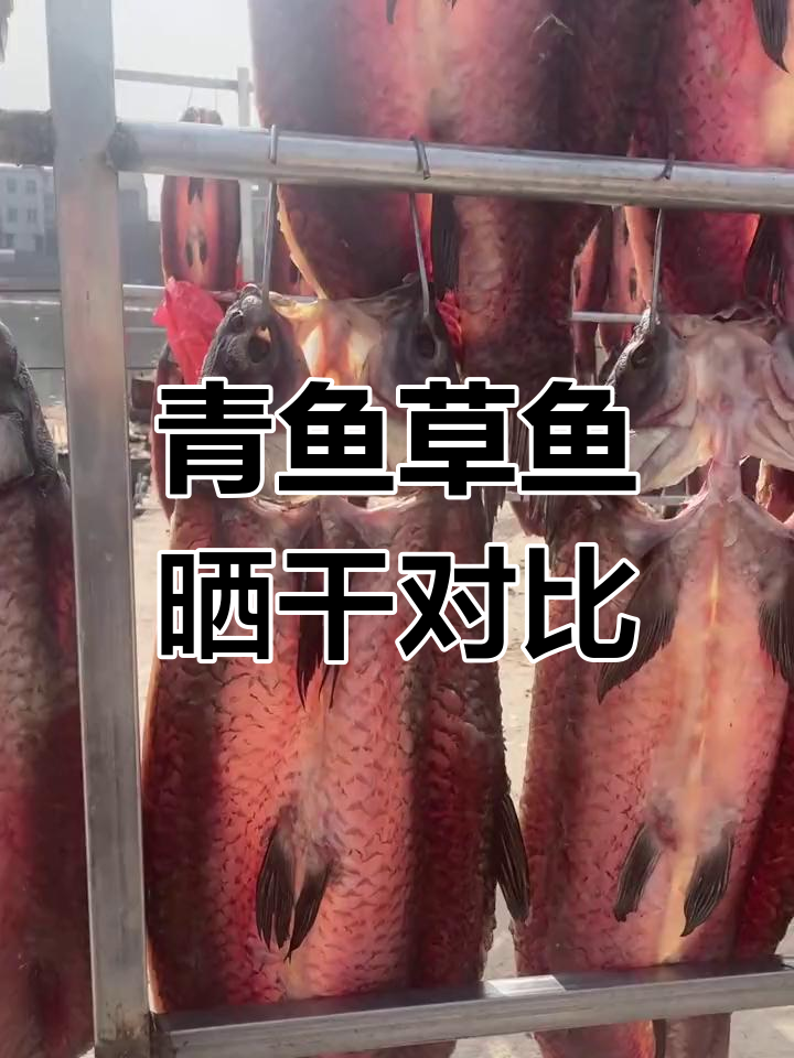 青鱼草鱼腊味大比拼,哪种更好吃?