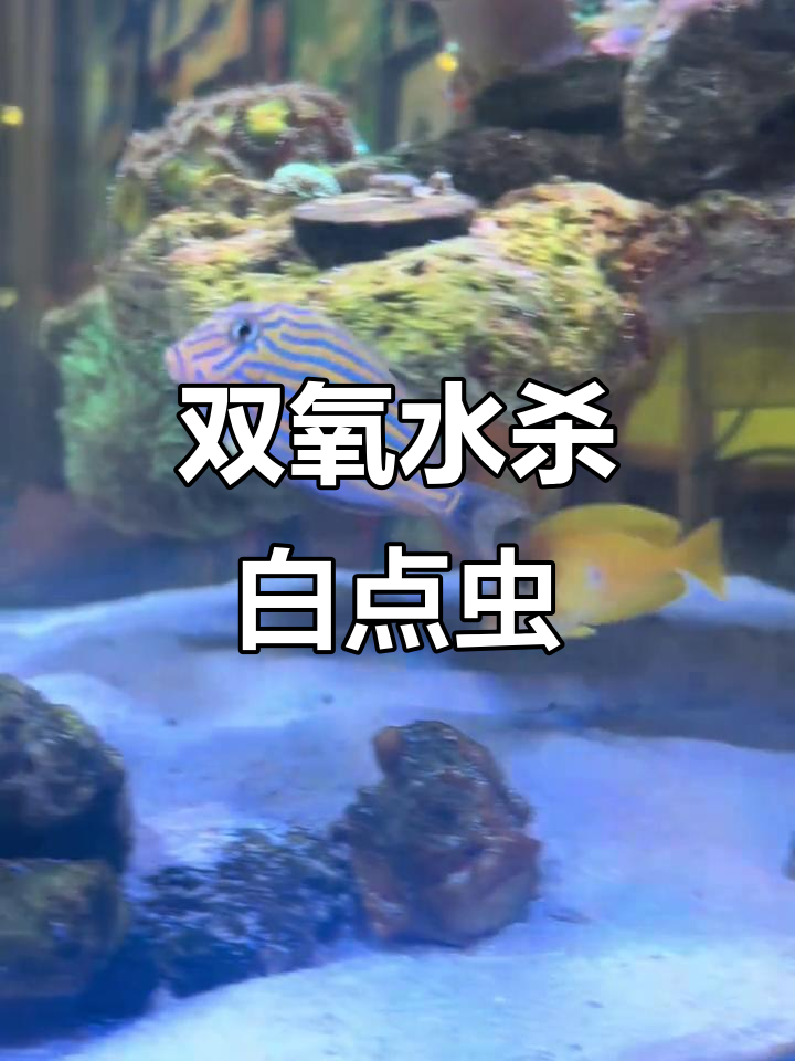 双氧水能有效清除海水鱼小白点虫，实验证实其效果