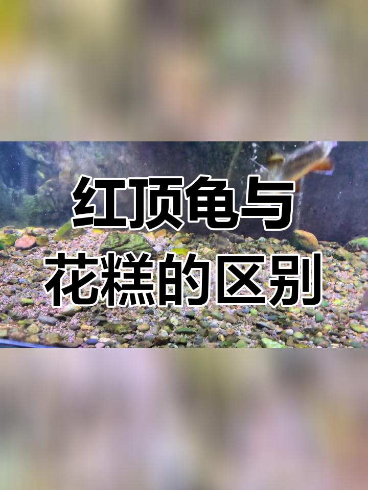 美洲红点鲑:鱼缸中的哈士奇
