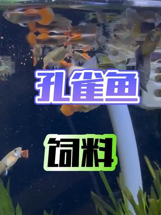 孔雀鱼,灯科鱼饲料都可以吃!成鱼喂W2,刚出生的小鱼苗喂W1