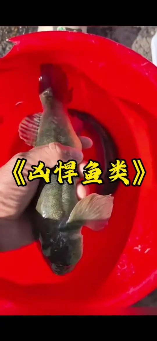 走,带你解锁一种你没有抓过的鱼类!