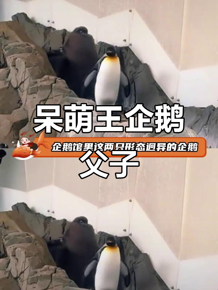 王企鹅父子萌态百出,猕猴桃形态太可爱了!