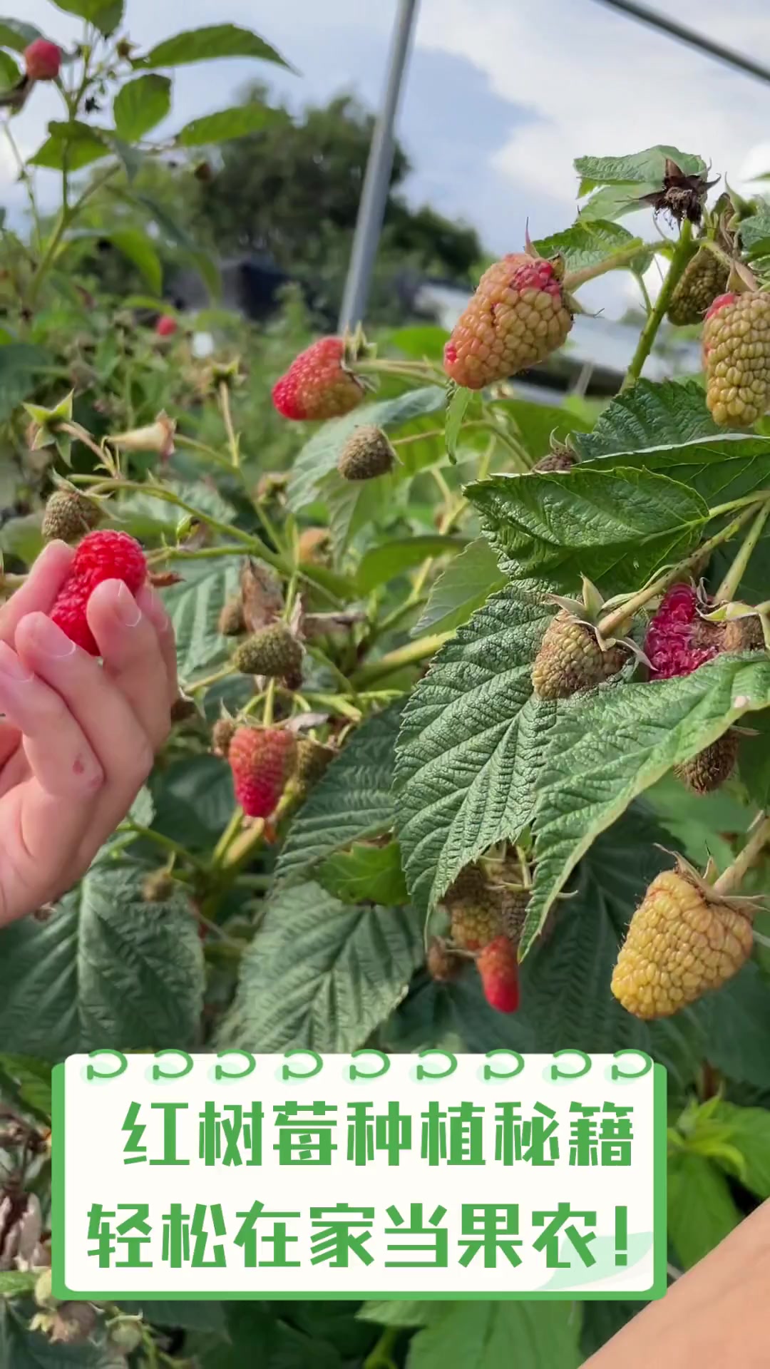 红树莓种植秘籍,轻松在家当果农!