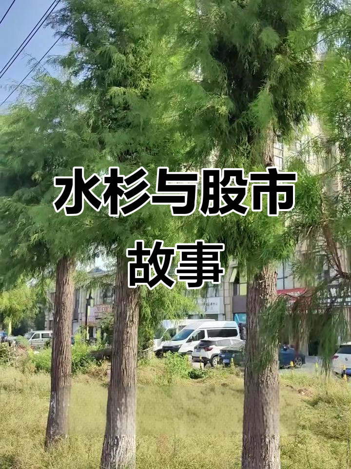 股市割韭菜的朋友终于回血,水杉科普来袭