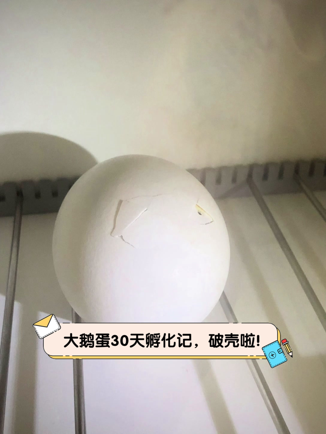 大鹅蛋30天孵化记,破壳啦!