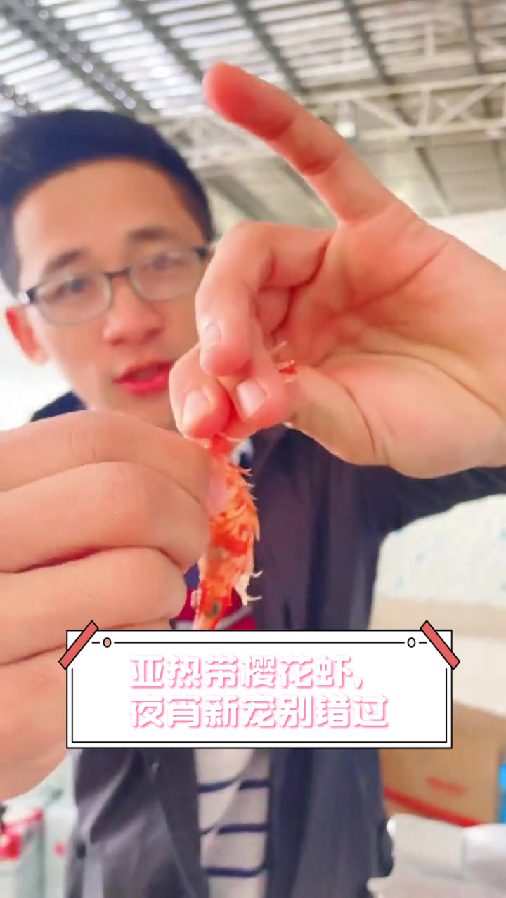 亚热带樱花虾,夜宵新宠别错过