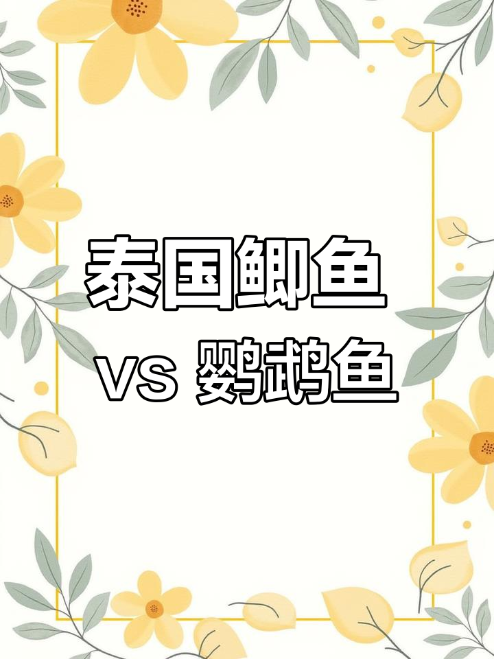 泰国鲫鱼与鹦鹉鱼的差异