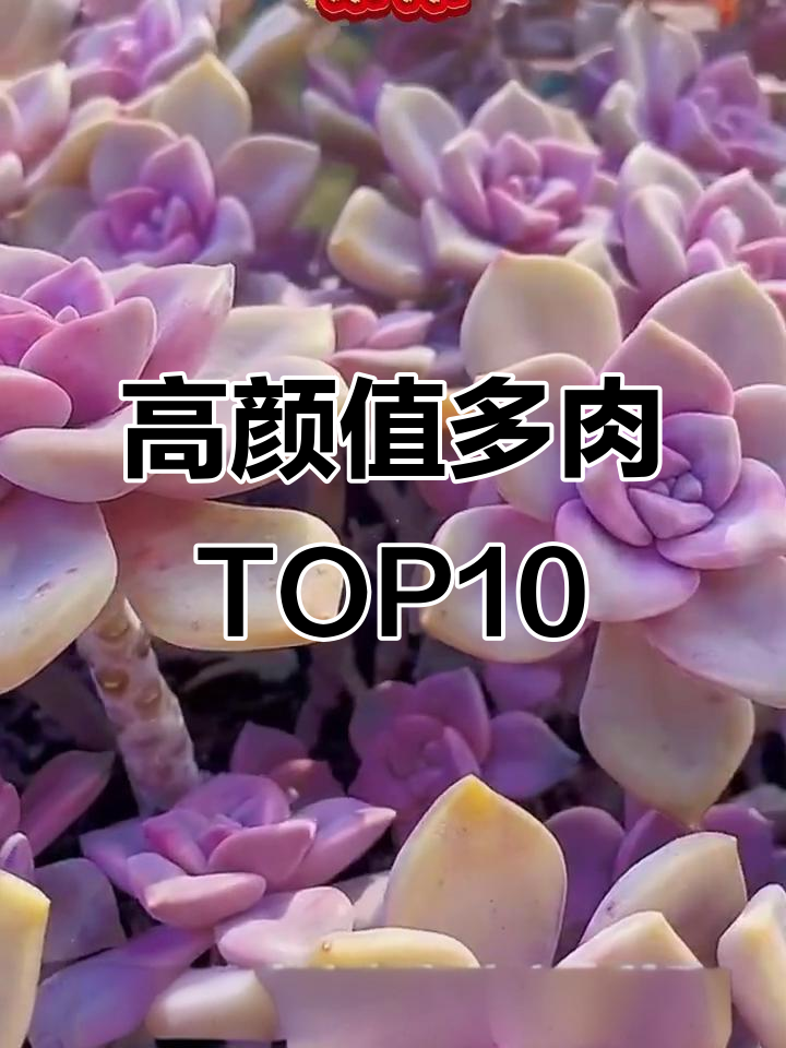 10种高颜值多肉植物,看看你养了几款?