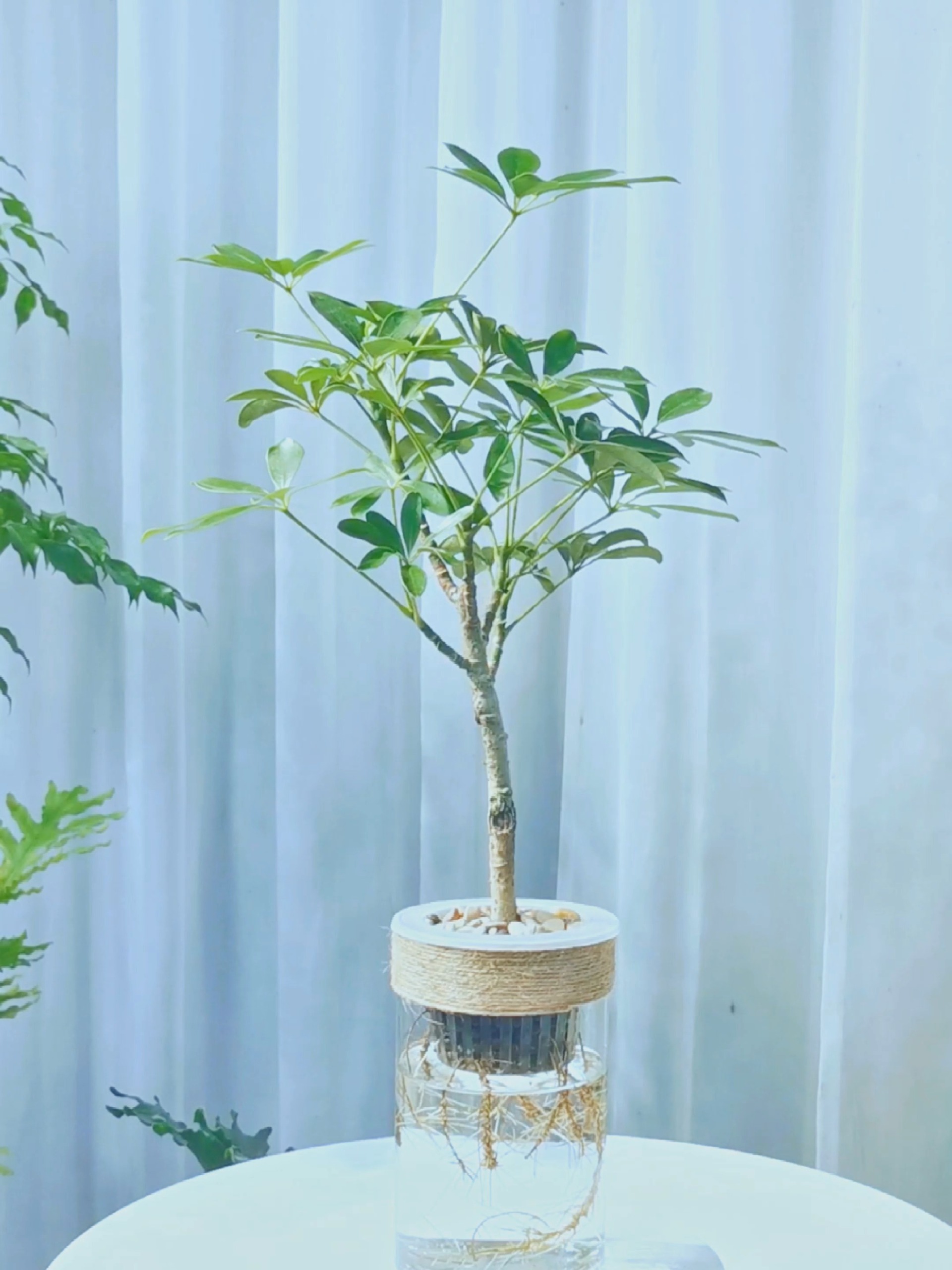 遇见水培植物/鹅掌藤
