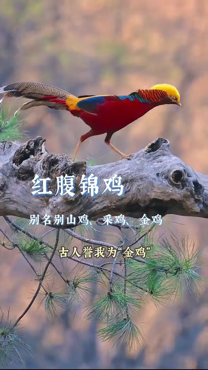 鸟中“工笔画”——红腹锦鸡 野生鸟类保护 红腹锦鸡 科普一下 动物 涨知识啦