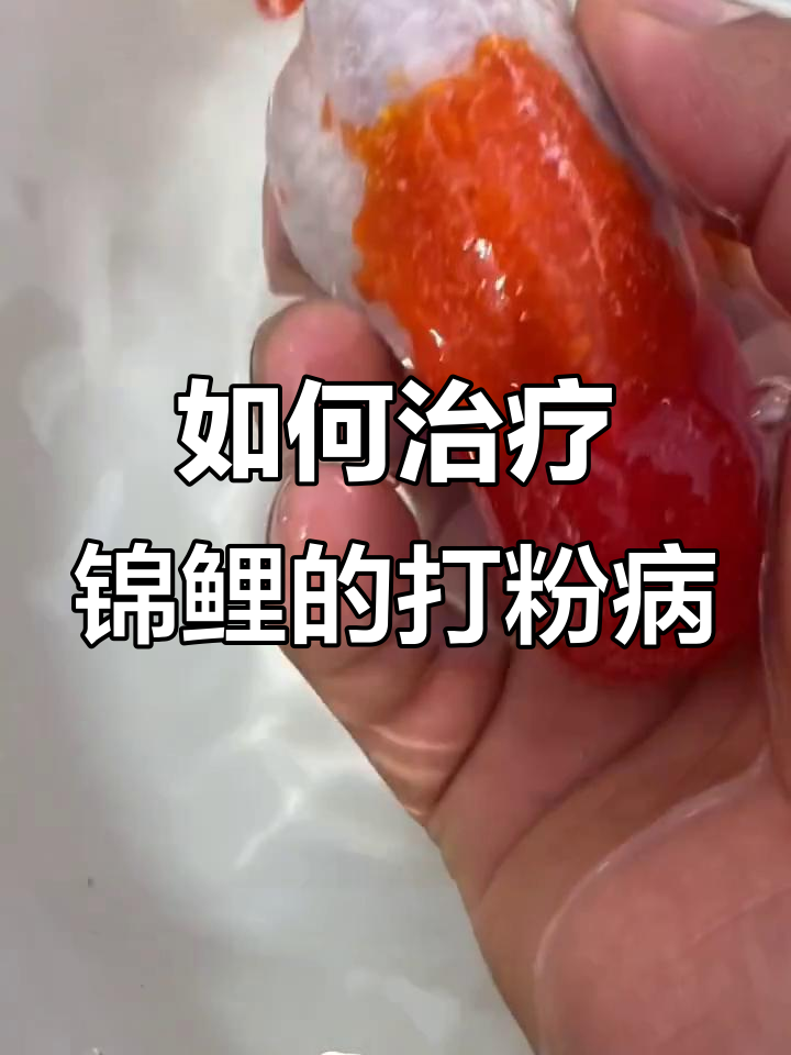 打粉病与白点病的区别及治疗方法