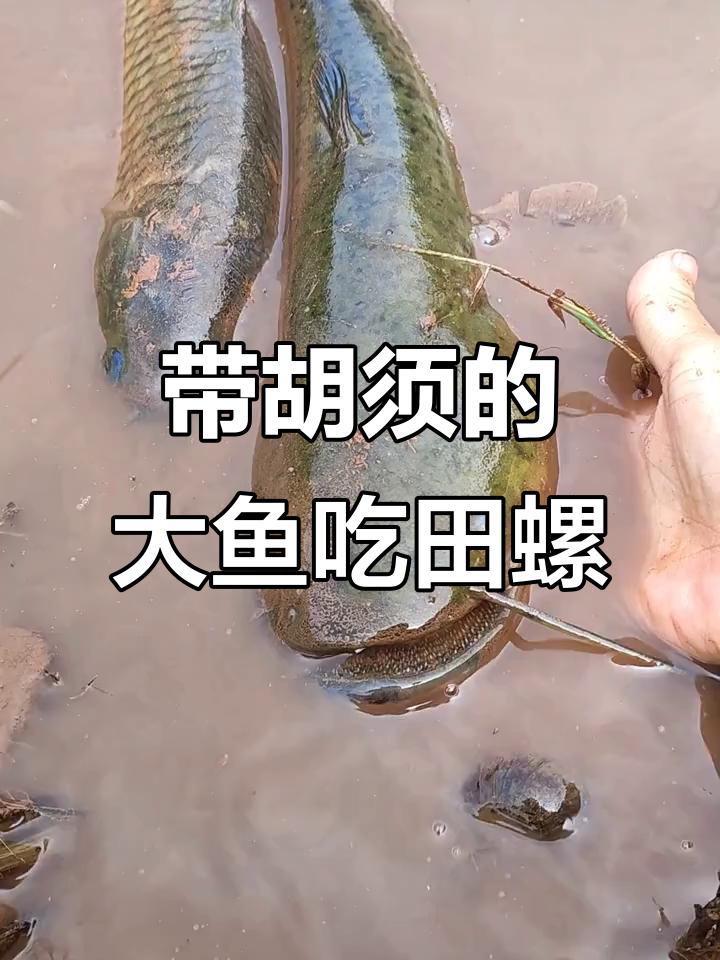抓鱼时发现带胡须的怪异大鱼,嘴里竟然有田螺!