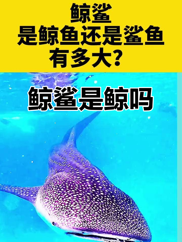 鲸鲨到底是鲸鱼还是鲨鱼?揭秘它的真实身份