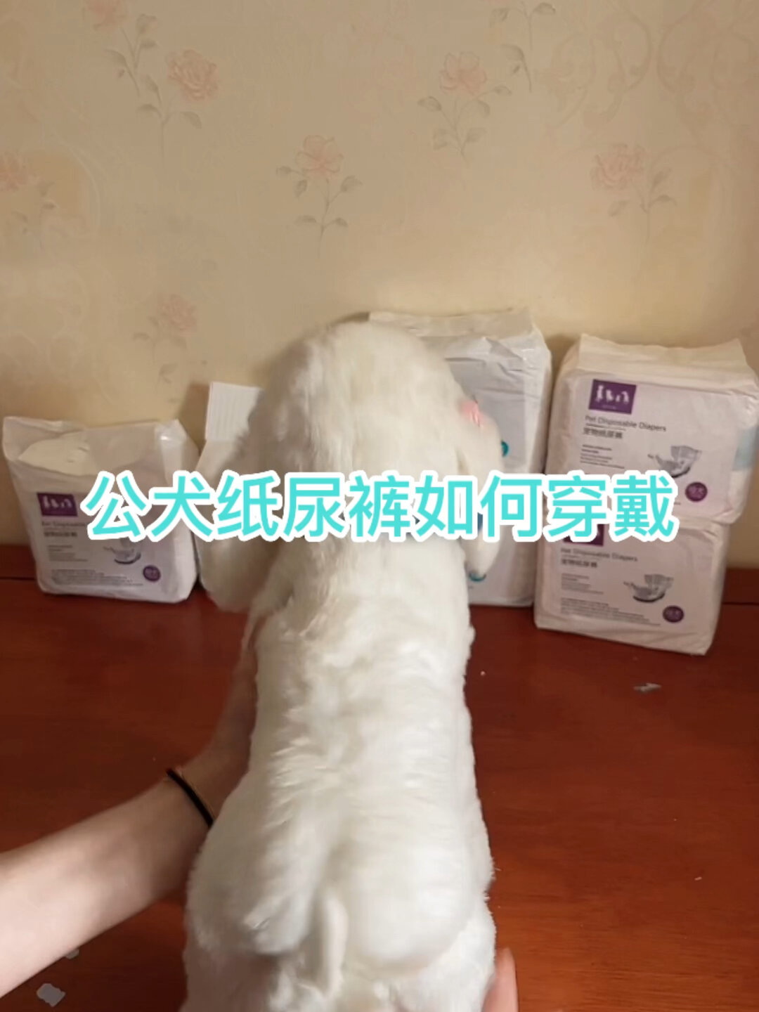 公犬纸尿裤如何穿戴!