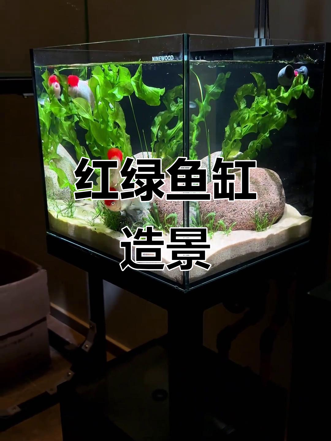 独特鱼缸造景,红绿搭配惊艳!能维持多久呢?