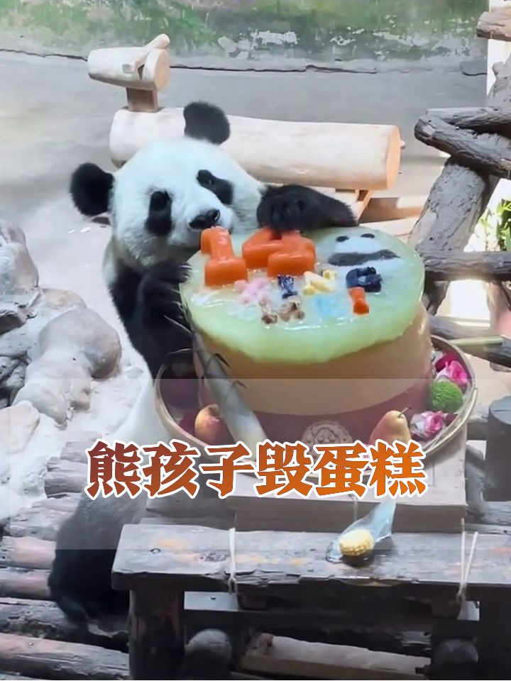熊猫过生日拆蛋糕,水果鲜花洒一地,饲养员看了想辞职
