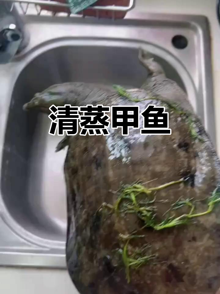 甲鱼清蒸,咸肉、葱姜料酒一放,完美出锅!