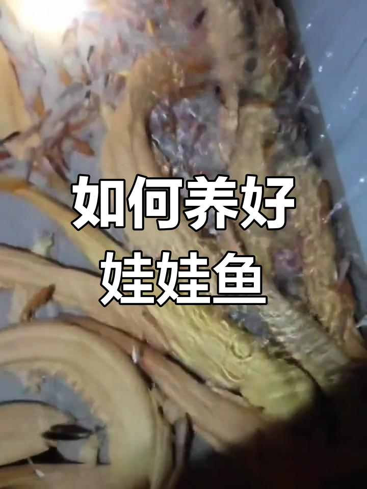 娃娃鱼养殖全攻略:水质、水温与食物选择