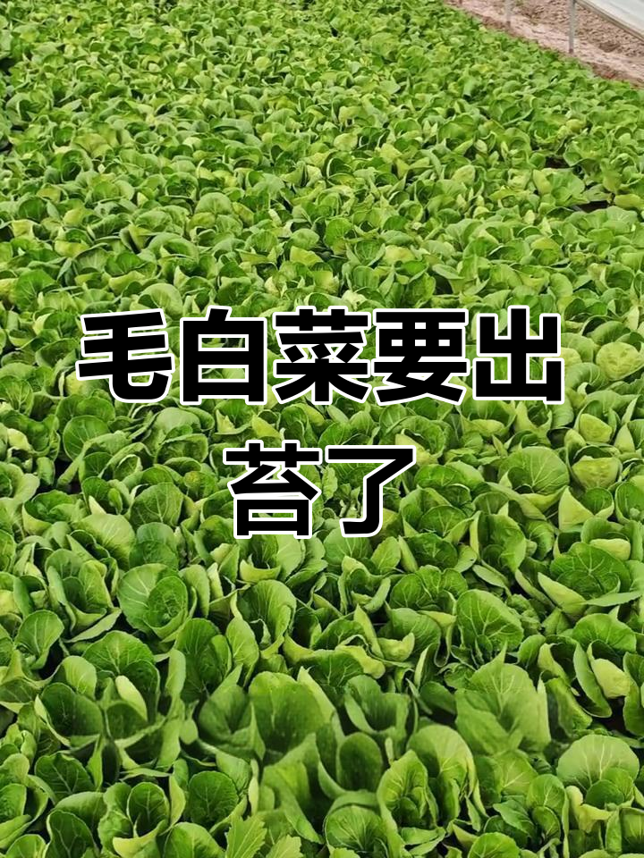 毛白菜抽薹在即,年后行情波动大