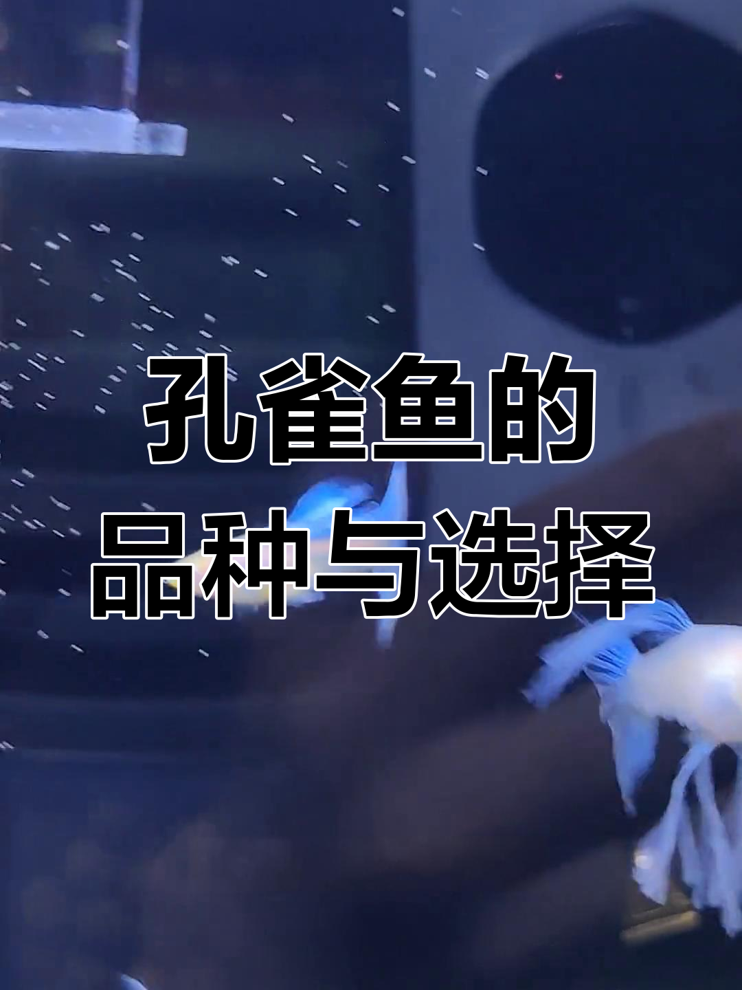 你养过哪些孔雀鱼?分享一下你的经验吧!