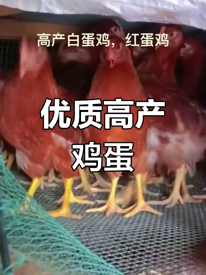 高产白蛋鸡与五黑绿壳蛋鸡