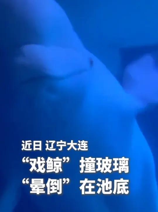 “戏鲸”撞玻璃,“晕倒”在池底。白鲸:咱的演技,毫无痕迹!