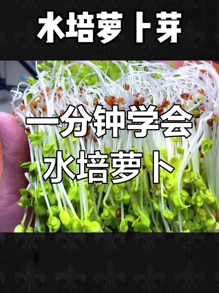 水培萝卜苗,轻松在家种出健康蔬菜