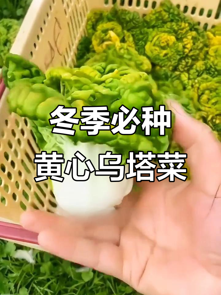 黄心乌塌菜:耐高温抗低温,口感细腻如牛奶