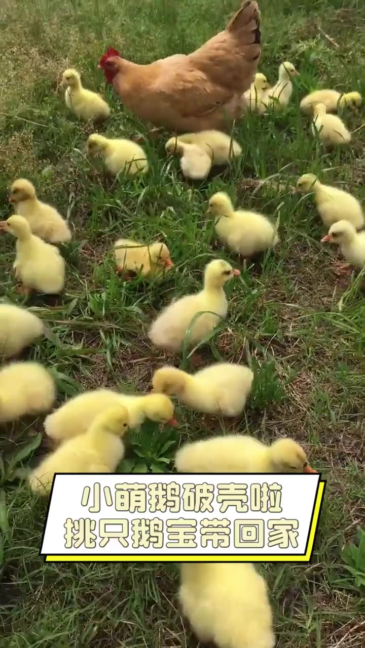 小萌鹅破壳啦,挑只鹅宝带回家
