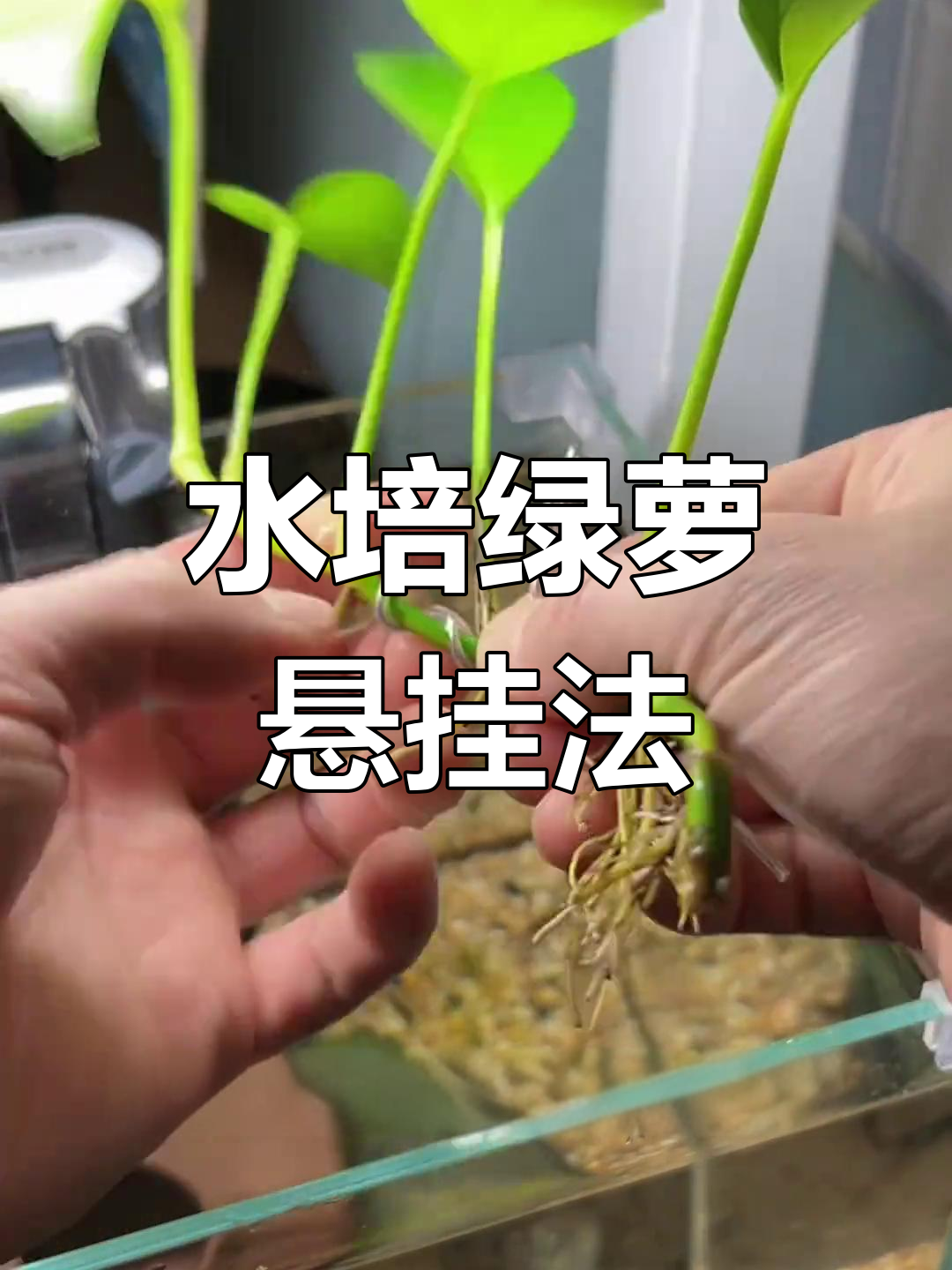 鱼缸边挂绿萝,简单又美观的水培技巧