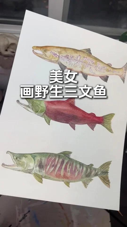 美女画野生三文鱼,点赞500,晒美女皂片
