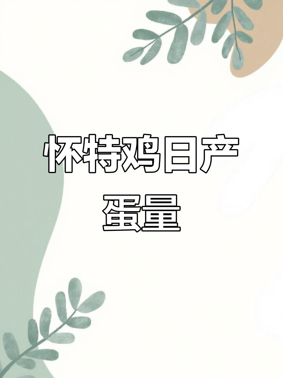 怀特鸡一天能产多少蛋?观赏鸡养殖日常揭秘