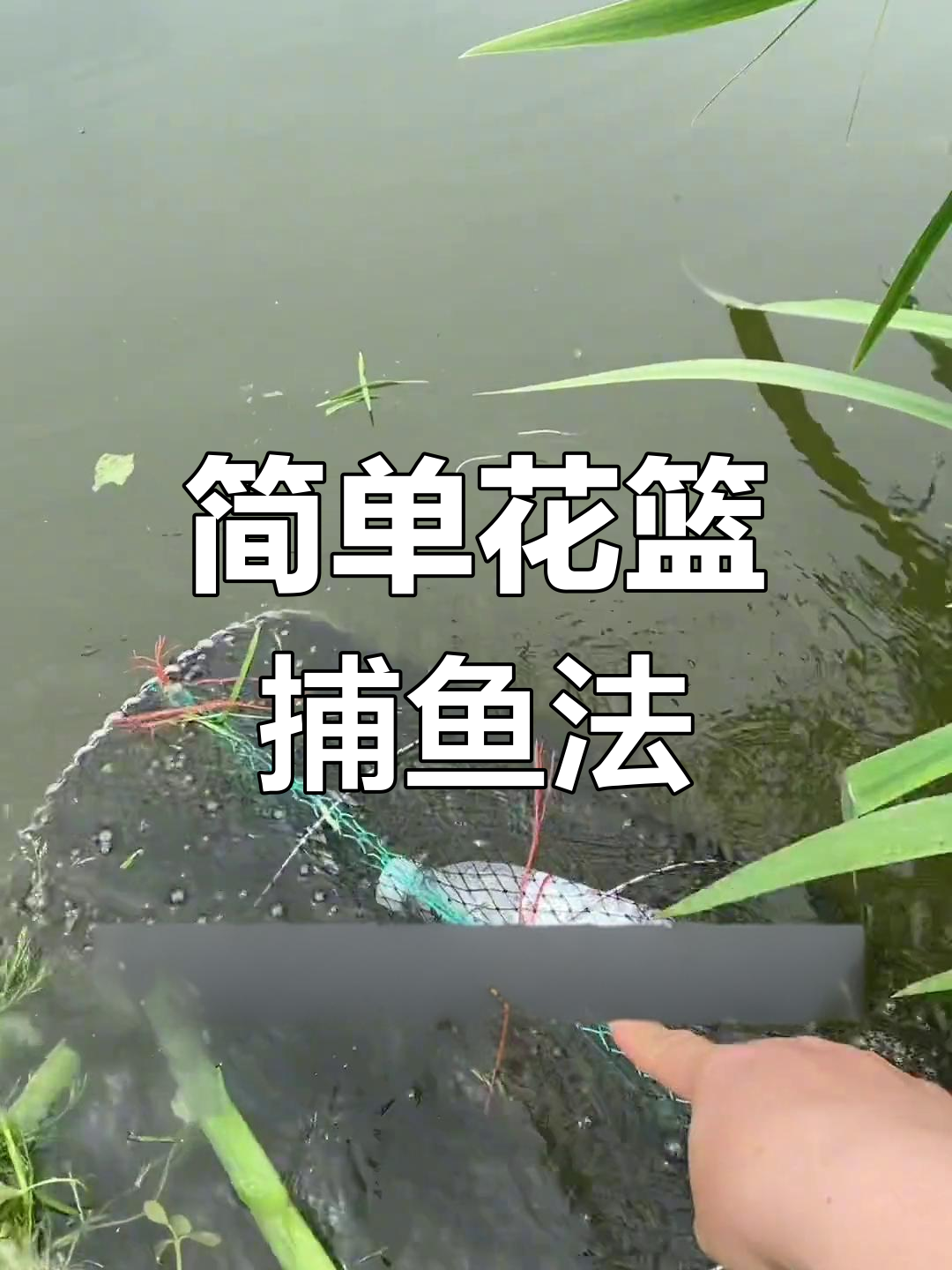 花篮捕鱼技巧大揭秘,轻松抓到水草旁的鱼儿