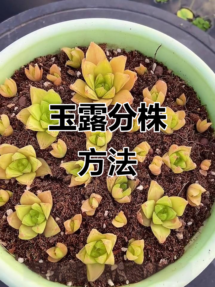 玉露分株技巧大揭秘,轻松繁殖多肉植物
