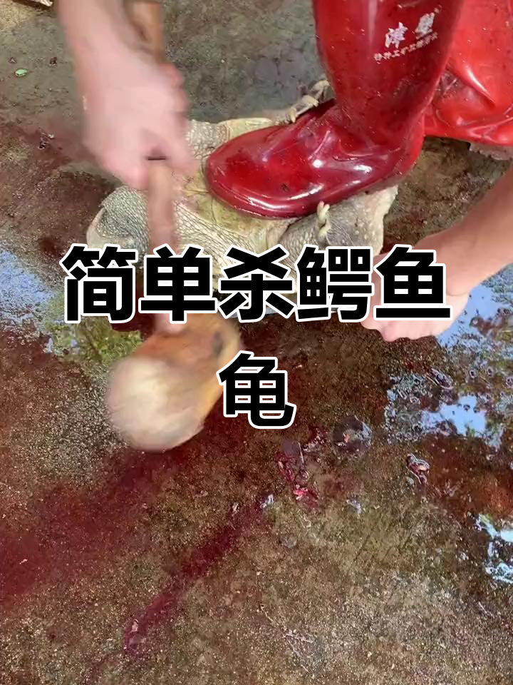 轻松宰鳄鱼龟,米饭两碗搞定!