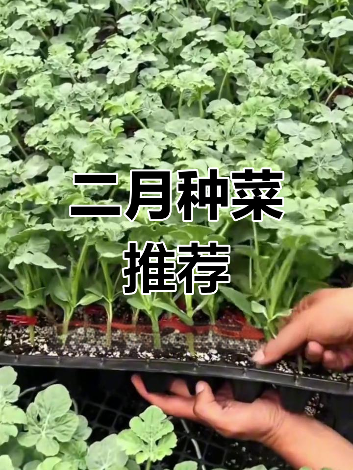 早春二月适合种植的蔬菜